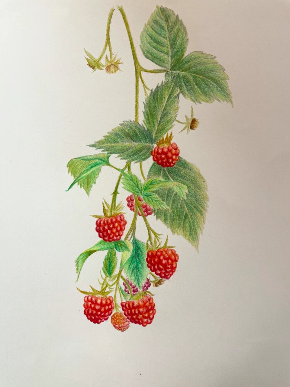 树莓彩铅手绘 我最害怕小物件,树莓确实不好画 新手可以根据光的方向