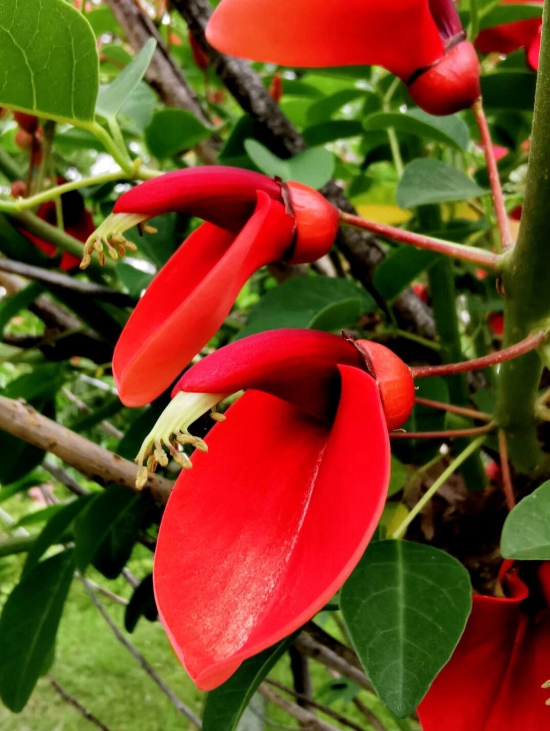 鸡冠刺桐 鸡冠刺桐又名巴西刺桐,象牙红,鸡冠豆.