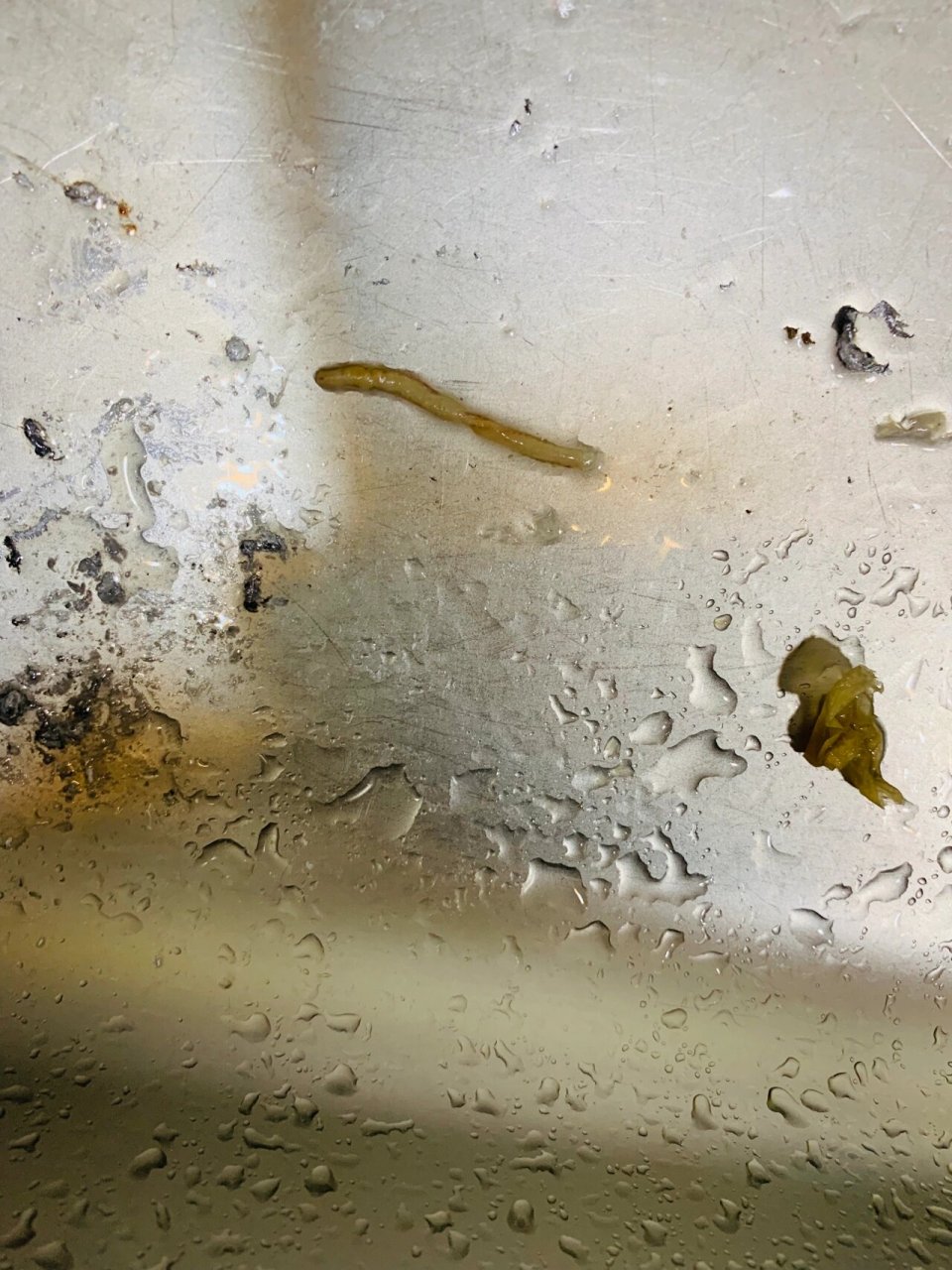 这个是寄生虫吗 带鱼里出来的 因为商家收拾好肠子 太多冷冻了 今天