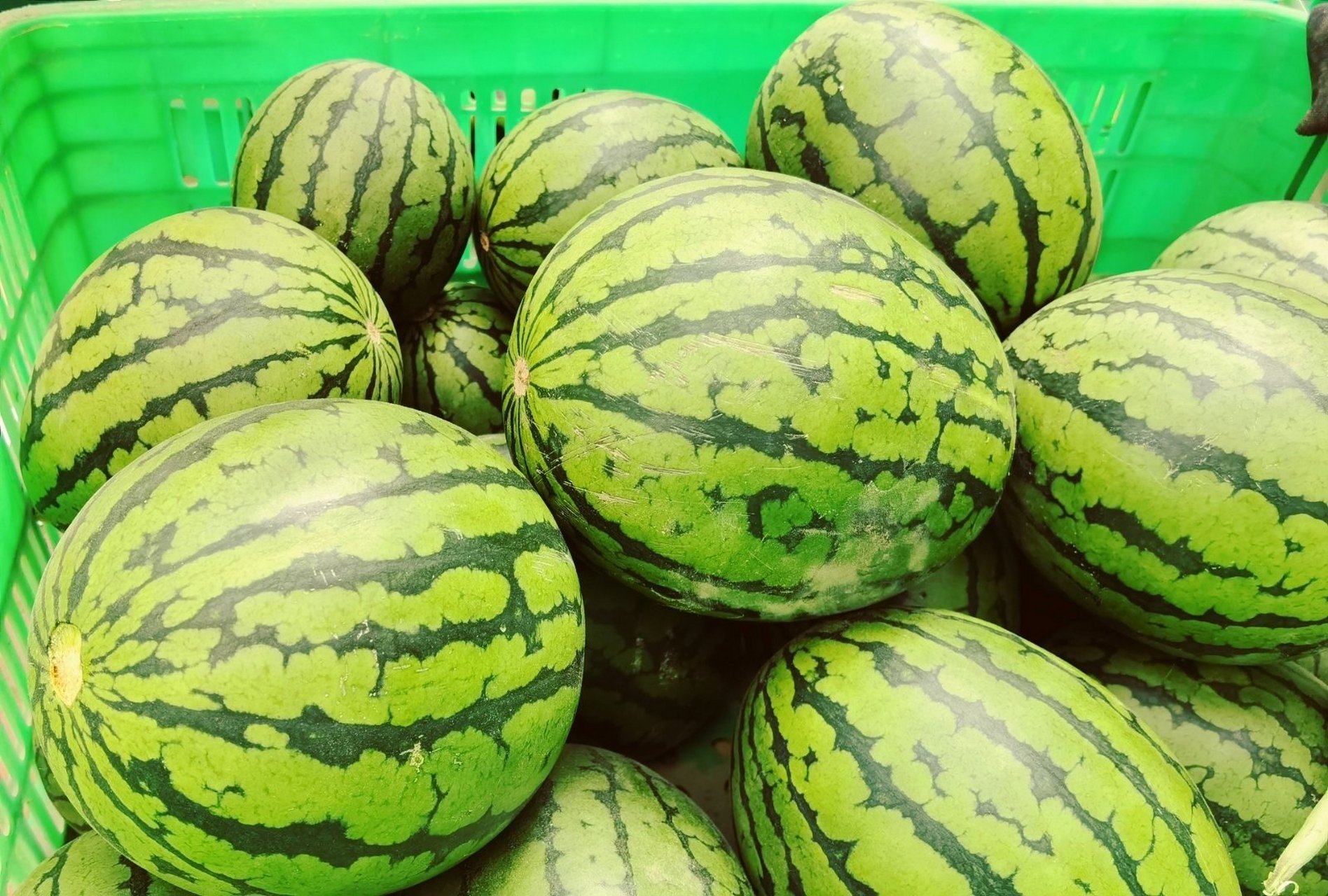 在潍坊发现一个有意思的西瓜,名字叫做"小滑头"西瓜.