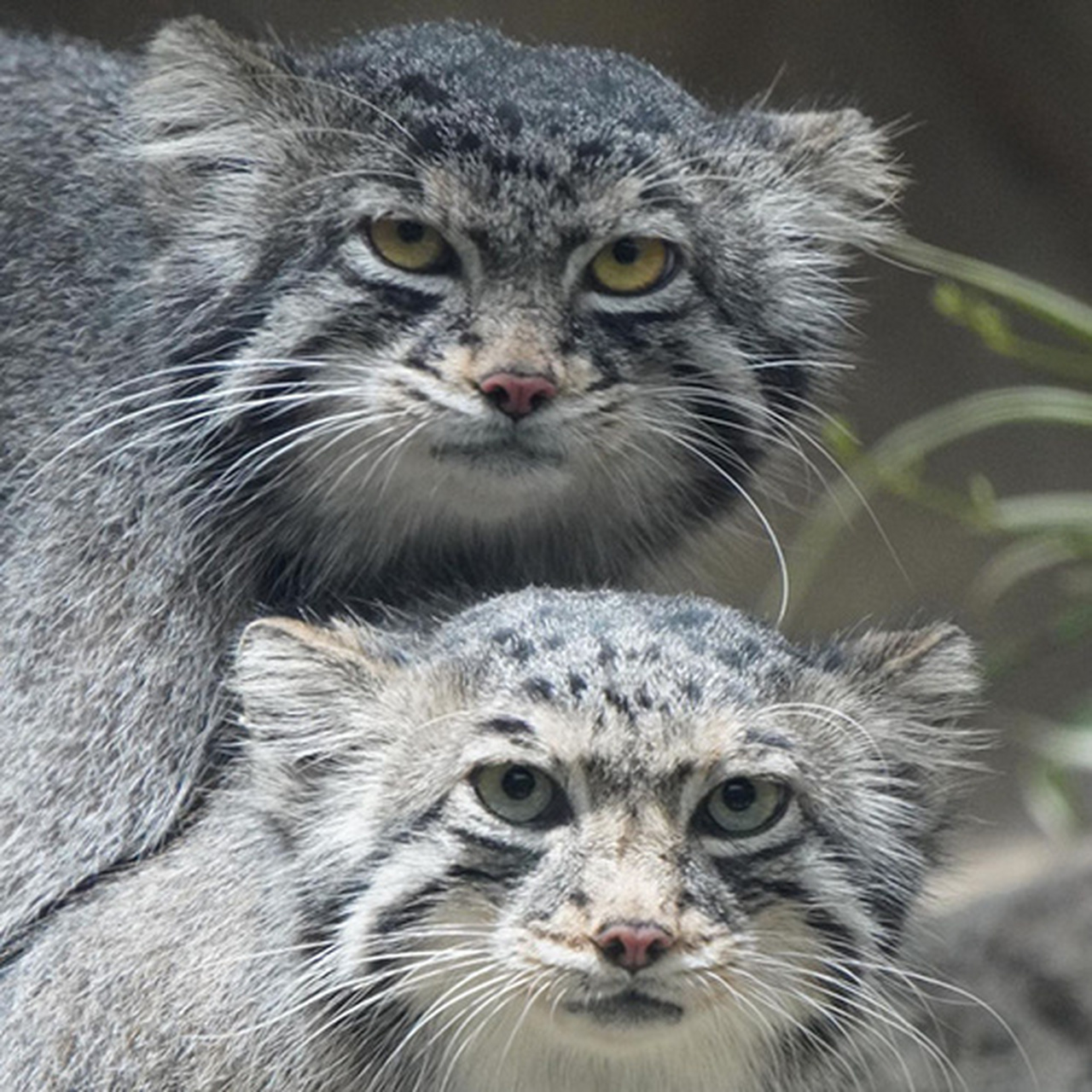 兔·凶悍·表情包·狲 #兔狲# #可爱动物#   (via.ins.nyakamuram2)