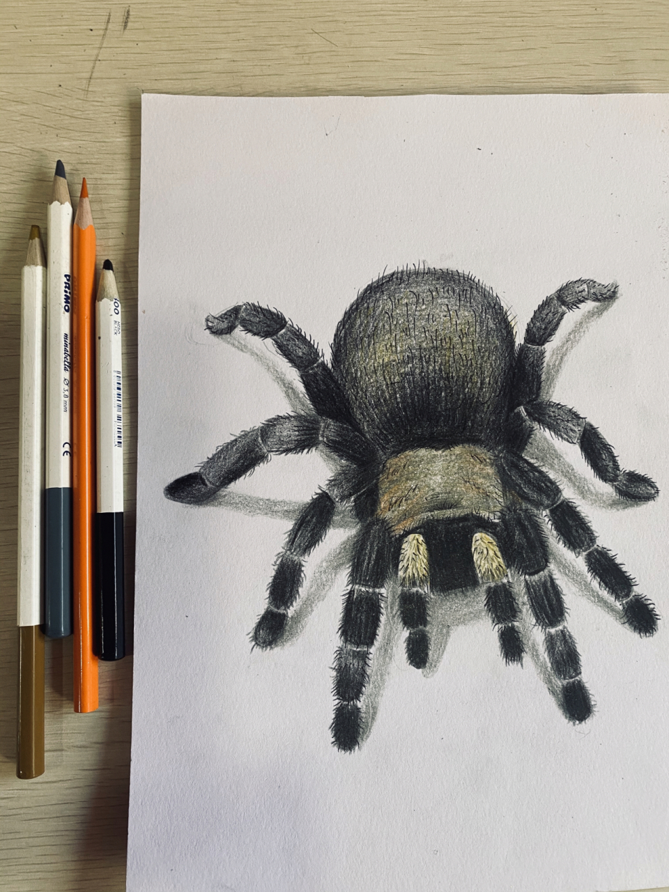 彩铅昆虫——狼蛛 给昆虫迷学生准备的彩铅课 狼蛛属蜘蛛目的一科.