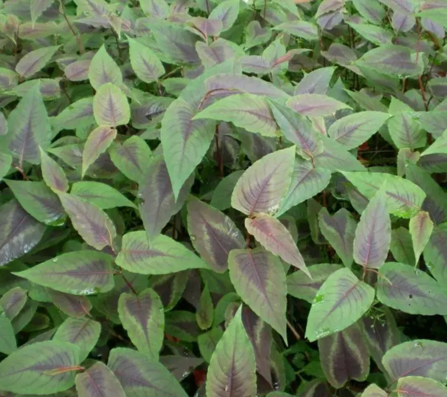 识花|赤胫散 9797赤胫散,赤胫散,又名散血草.