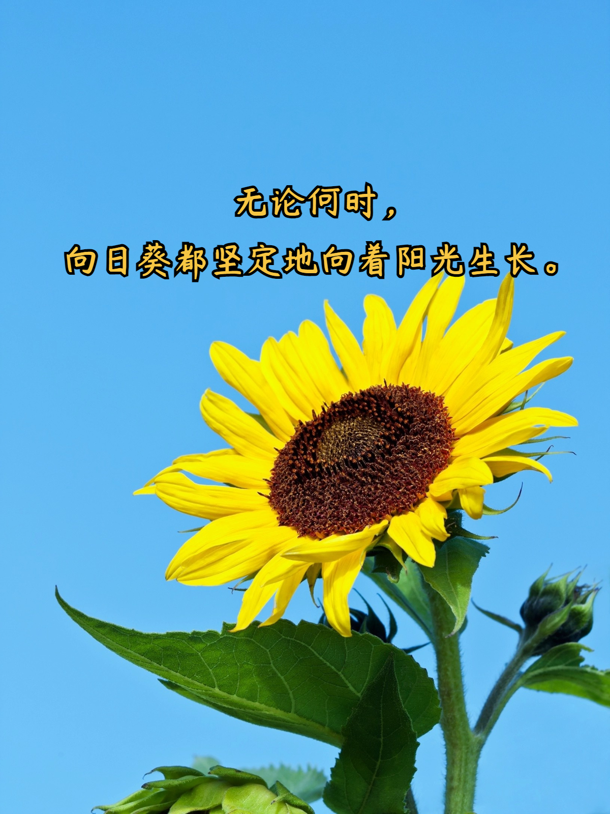 向日葵简短唯美句子