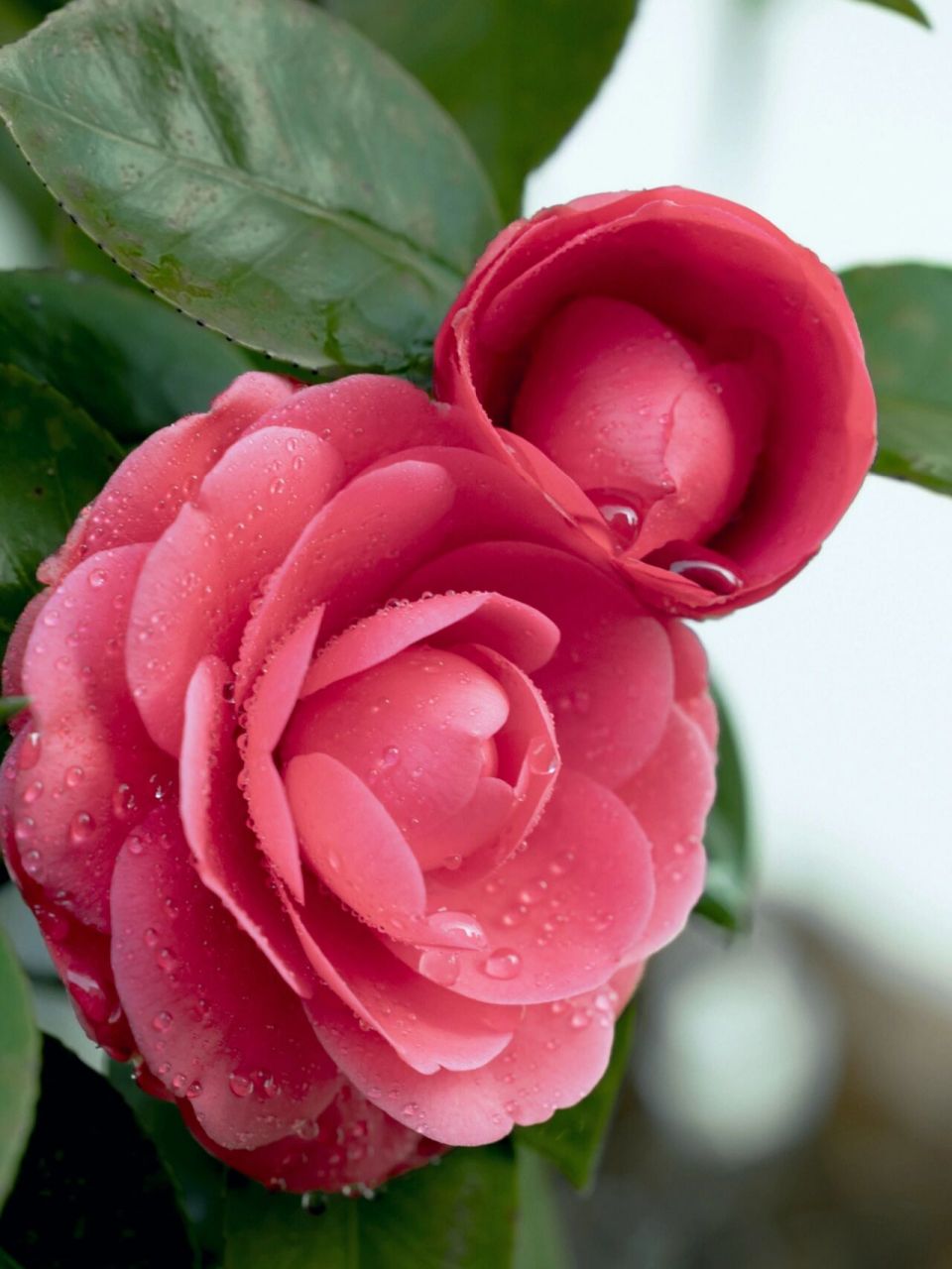 高清茶花图 摄影:自己 山茶树开花了 茶花很好看 就拍了几张高清图