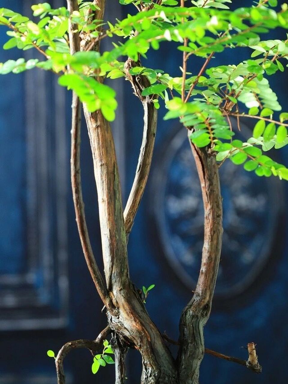 苍劲的山格木,它的叶子略带秀丽 苍劲的山格木,它的叶子略带秀丽.