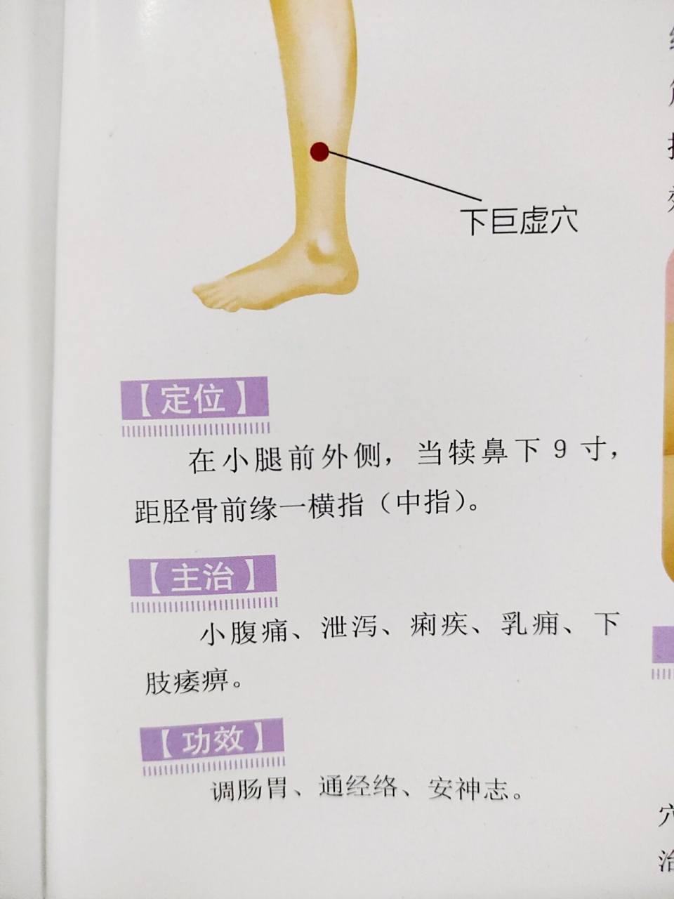调理肠胃特效穴位|下巨虚穴 经络中的下合穴是指胶气从足三阳经上分可
