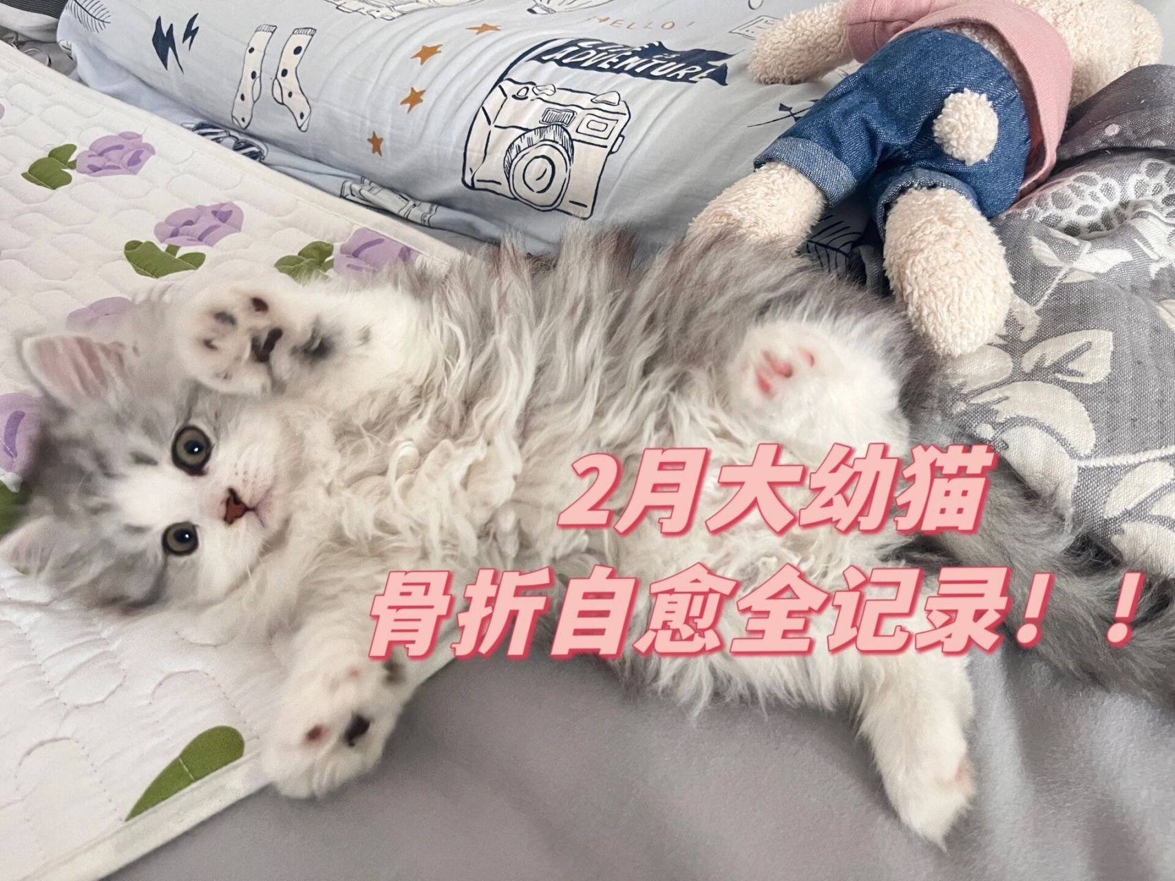 小猫咪骨折真的可以自愈!