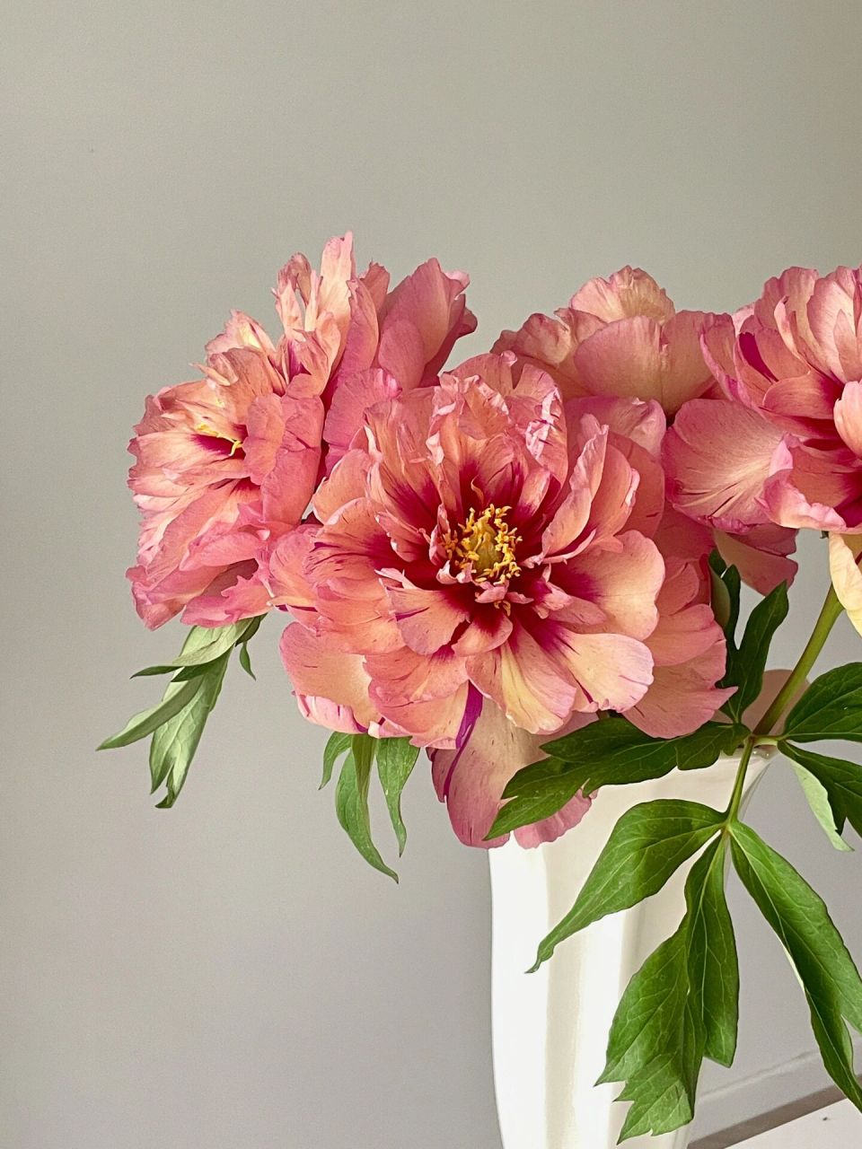 春天总要有芍药吧 伊藤 铜壶 为什么又发一遍呢 因为拍不够呀