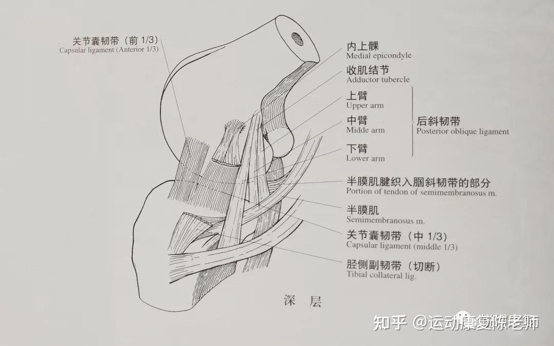 内侧副韧带损伤表现图片