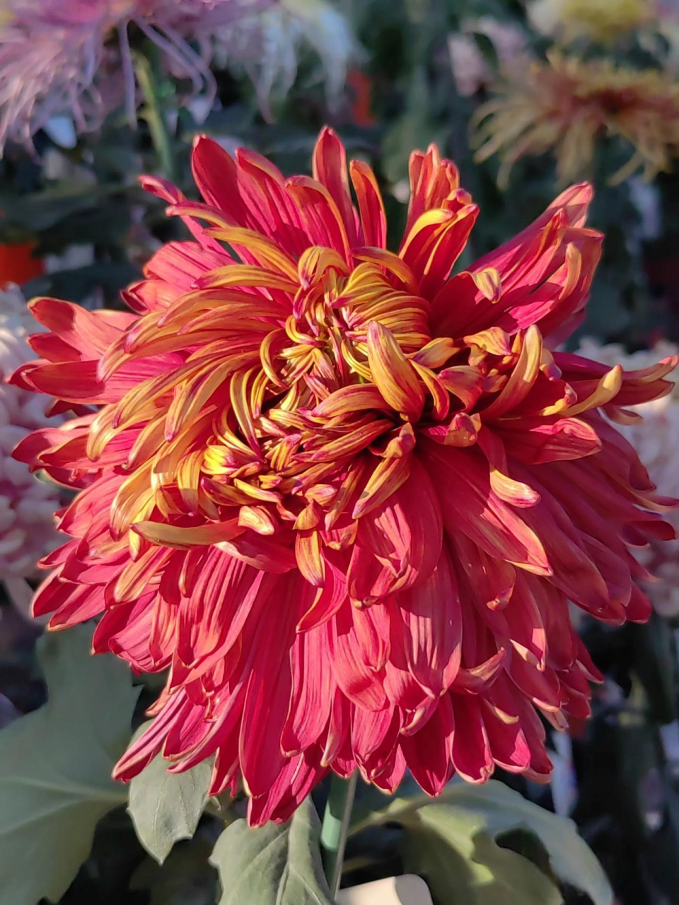 妙笔生花创作挑战 菊花新品绿安娜!