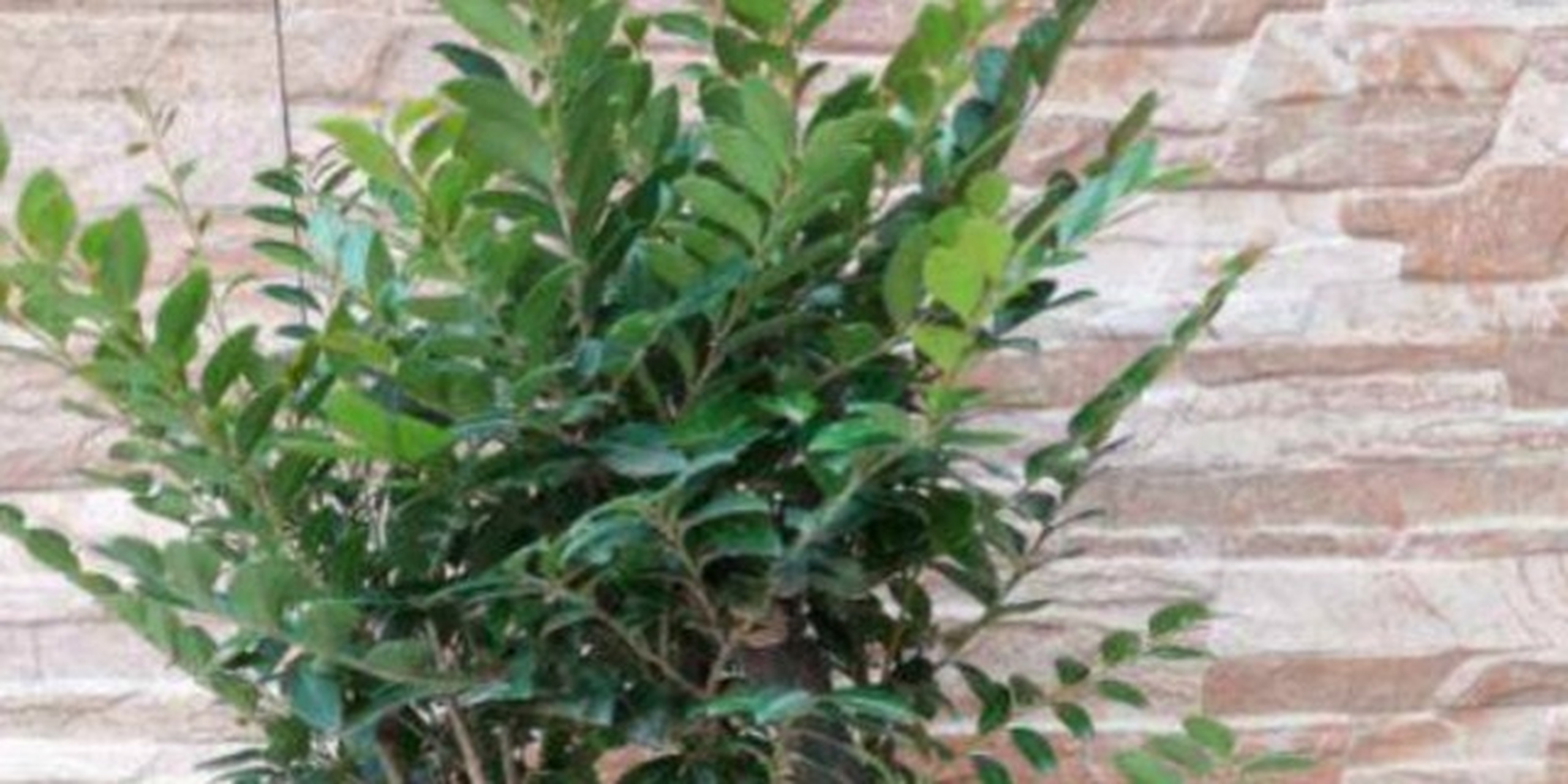 小叶紫檀叶子发黑是什么病如何防治?