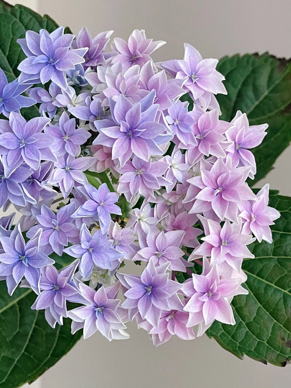 绣球 天书   又是盆栽嘎得球,这个颜色调的深入我心!