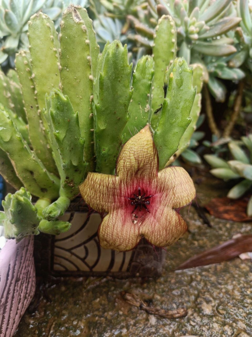 万重山开花你见过吗 不知道什么时候侧边长出了一个小花苞,开了居然是