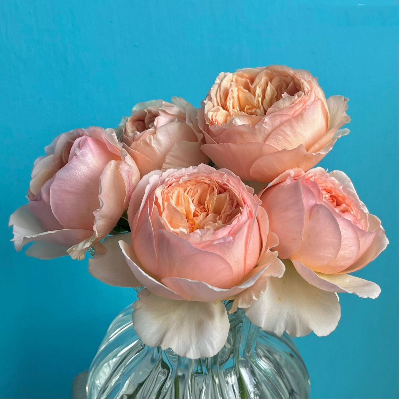 肉粉色小包子月季——真宙 月季品种名称:真宙(masora) 颜色:肉粉色