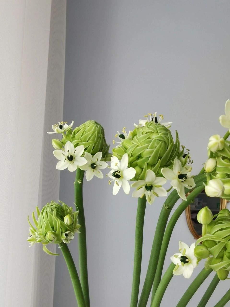 花材分享 | 天鹅绒78 天鹅绒/伯利恒之星是百合科多年生球根植物