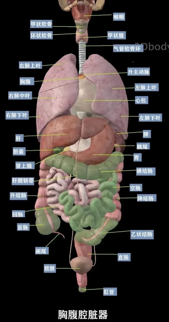 你了解我们人体结构吗? 胸腹腔脏器一览图