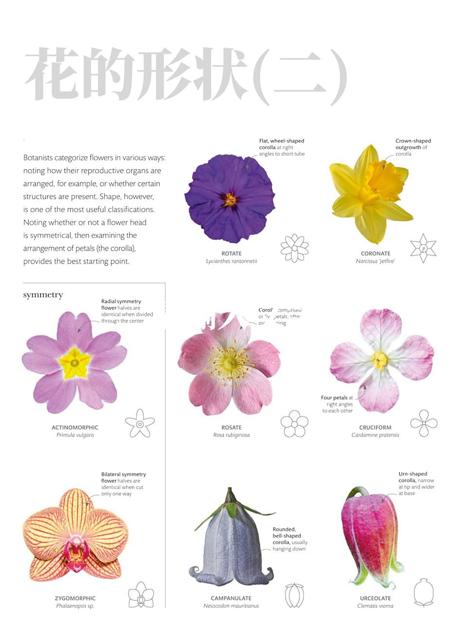 花冠形状 	 11566 轮形-蓝花茄:扁平,轮状的花冠垂直于较短的管