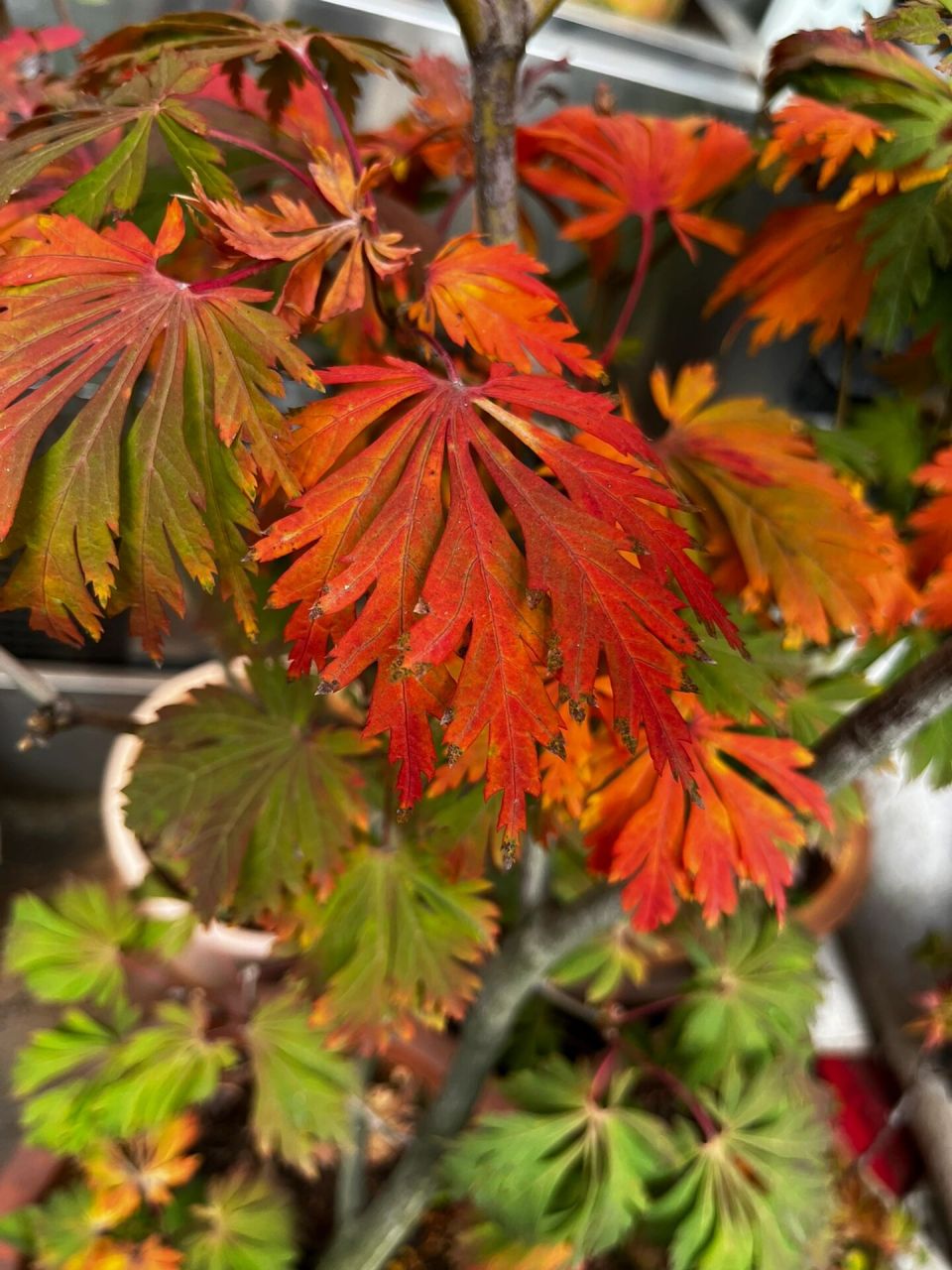 枫树舞孔雀 秋天变色优秀品种