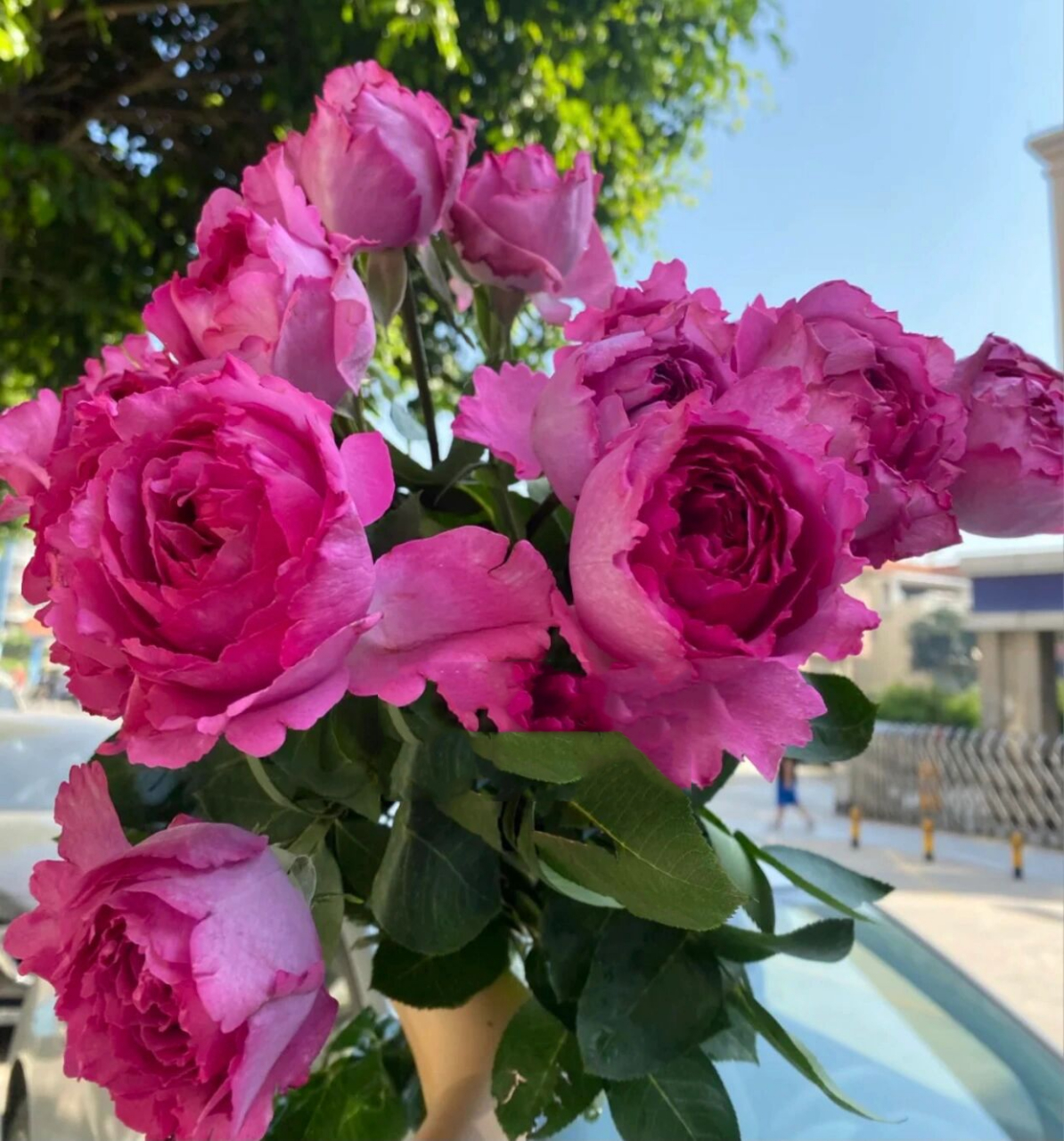 伊芙伯爵月季优缺点分析欢迎补充 伊芙伯爵yves piaget由法国meilland