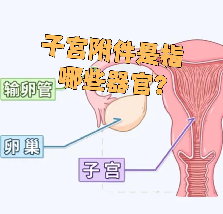 输卵管和卵巢通常被合称为"附件"