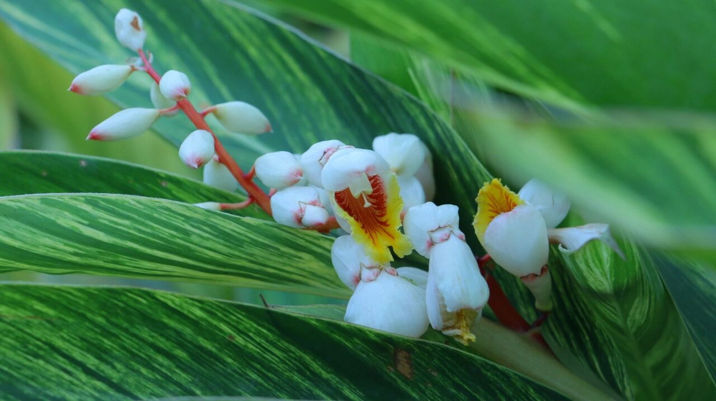 花叶良姜开花 太美了 超美的花叶姜花