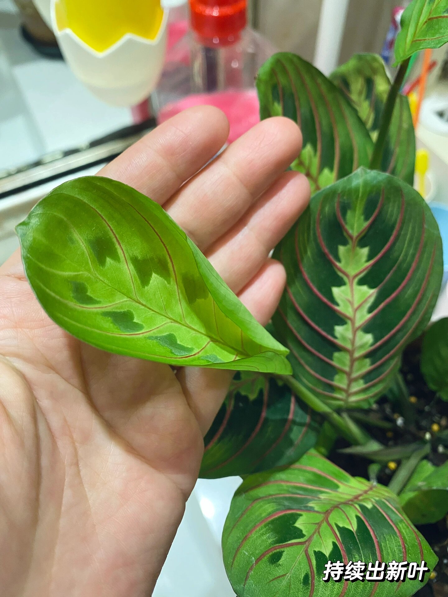 91之前油画竹芋没养多久就叶片焦边挂掉了,这次入手蝉叶竹芋还有