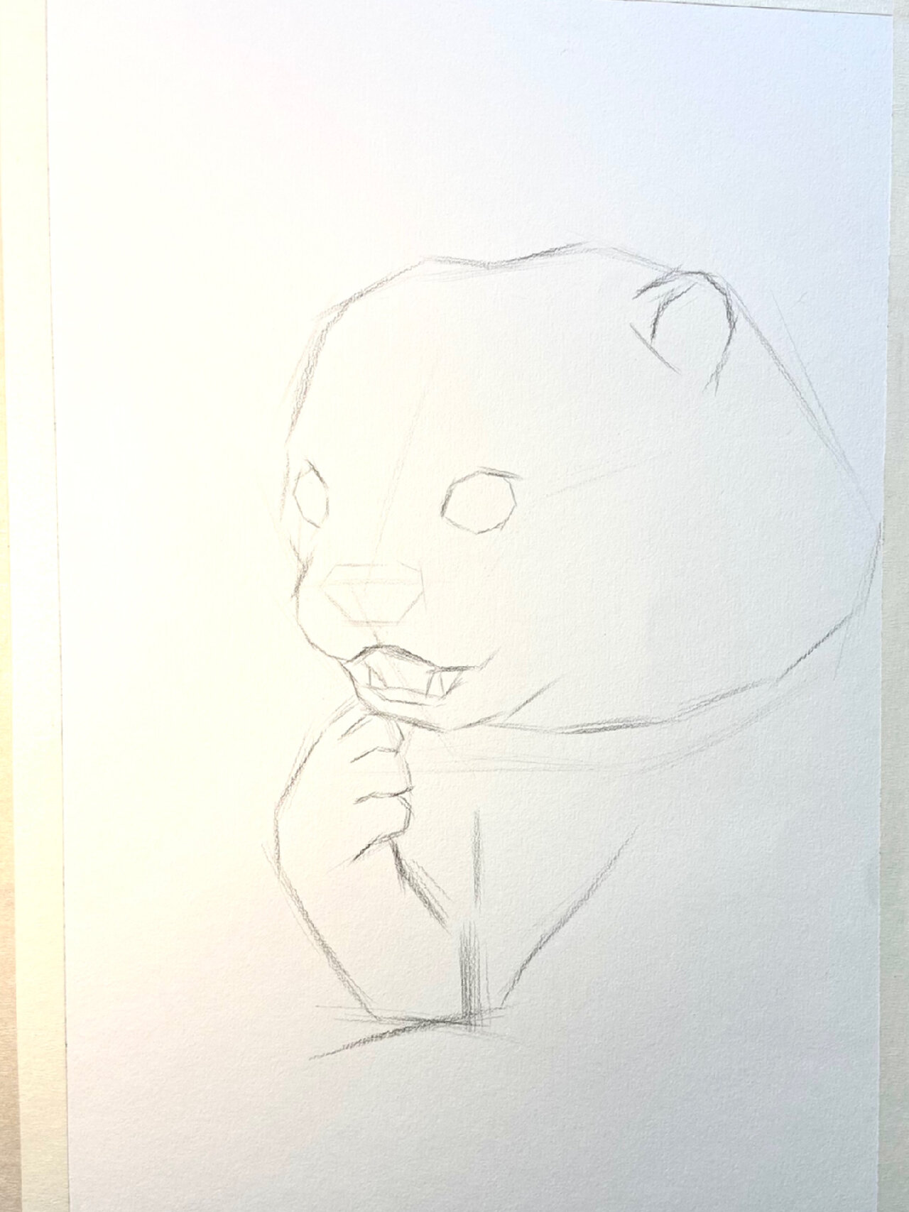 素描动物教学(水獭篇)附过程图 这只水獭太可爱了吧!