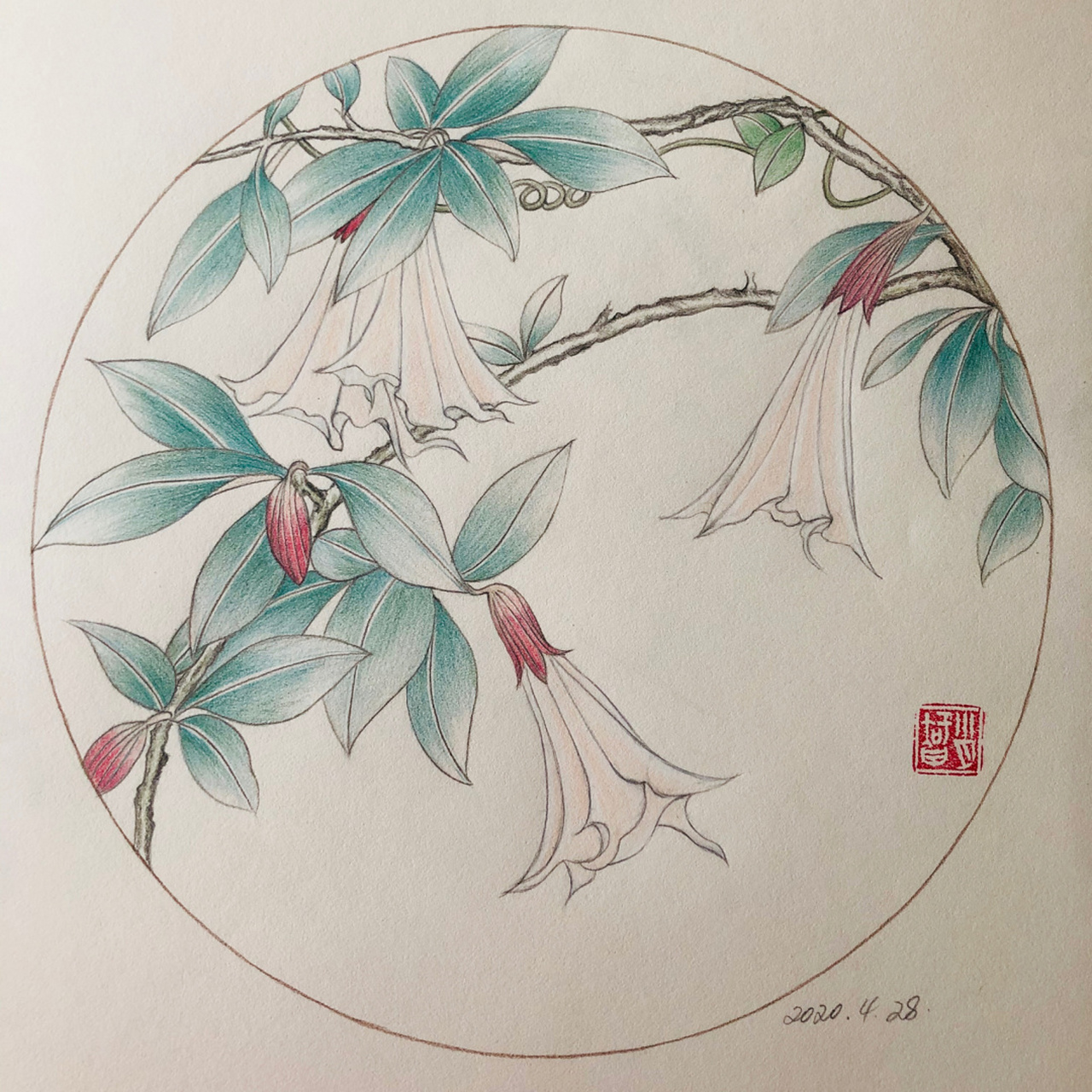 编号368(临于北京东亚奥北)《曼陀罗花》由于纸的原因藤蔓就略去了.