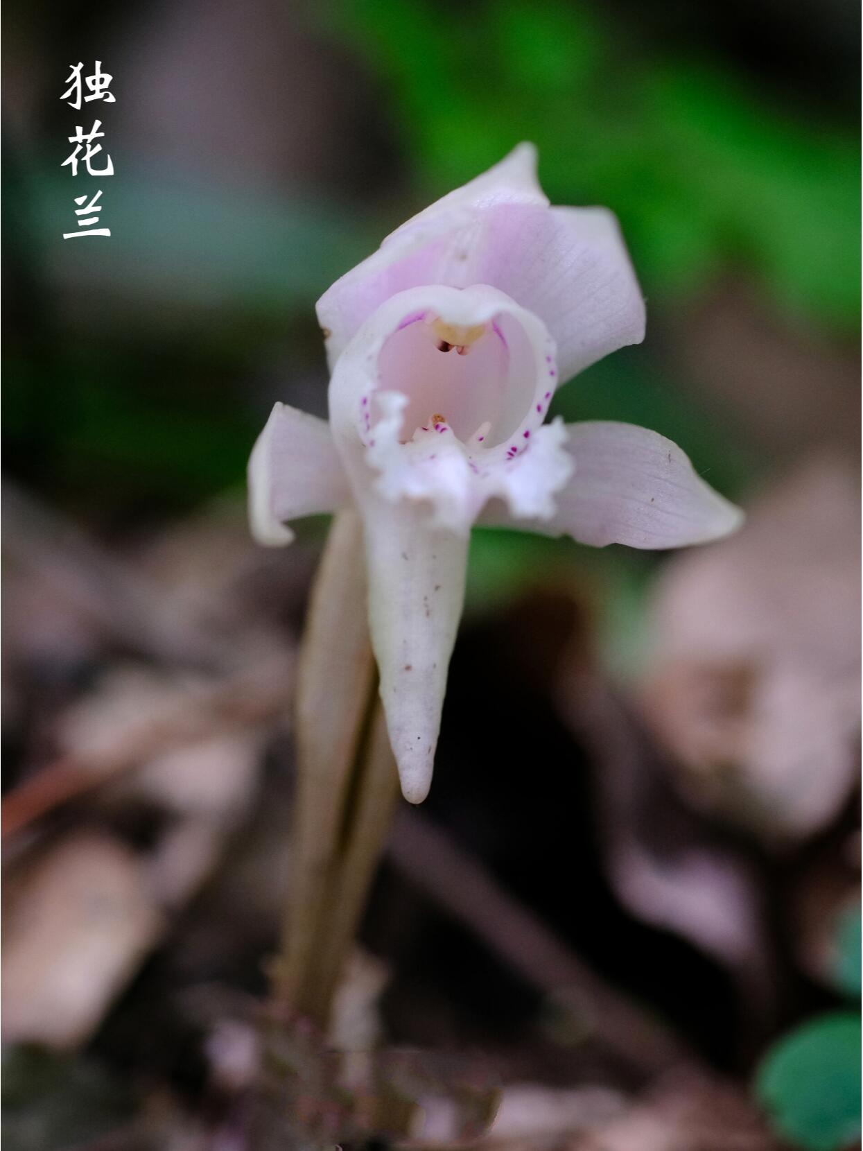 独花兰属图片