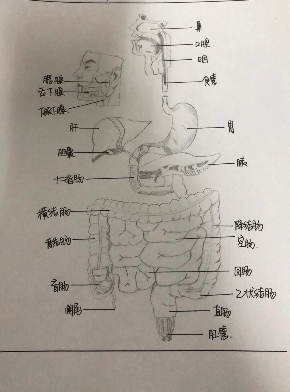 咽解剖图手绘图片