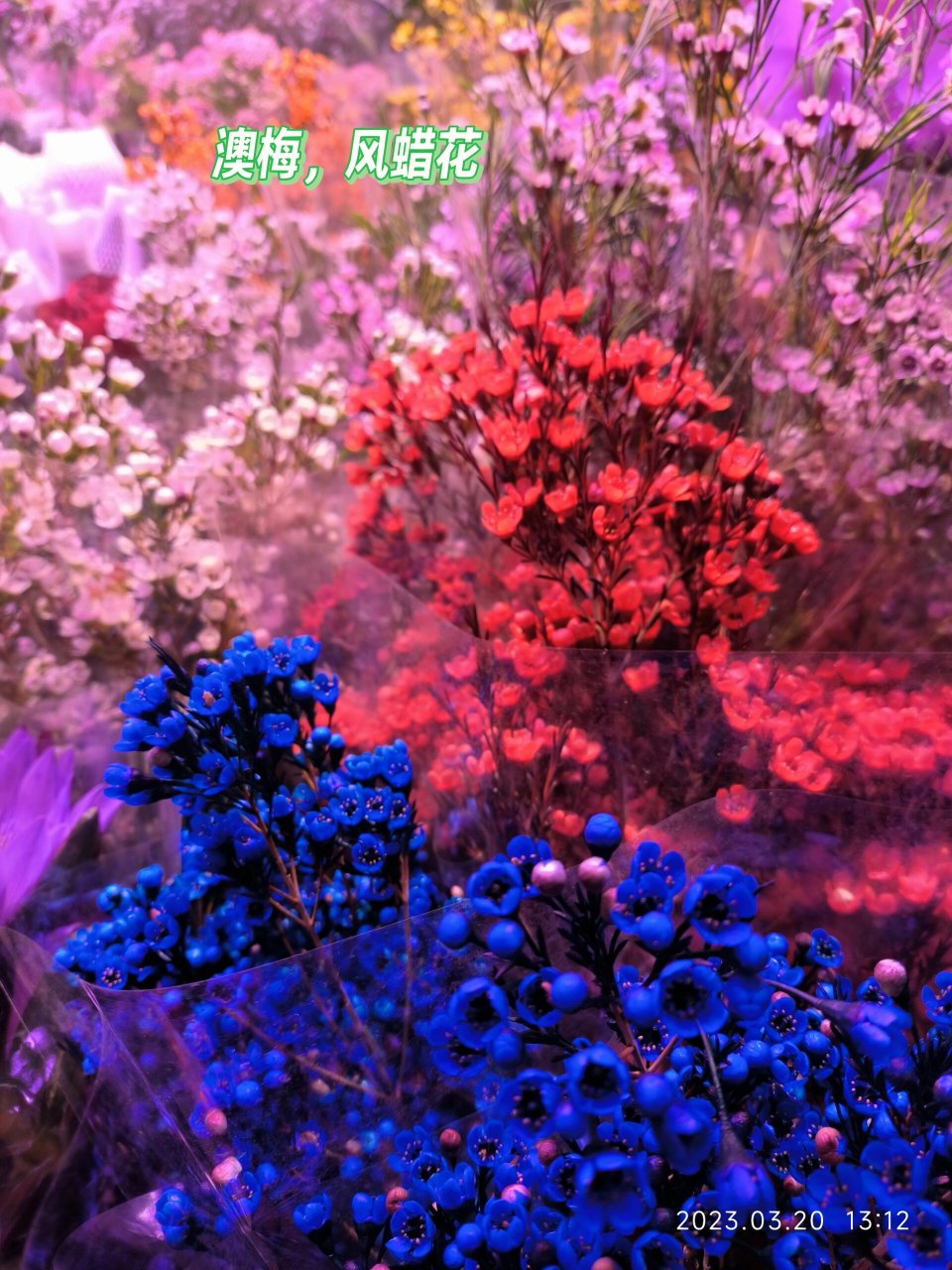 花店的腊梅——风蜡花 澳梅 蜡花 桃金娘科植物,即淘金彩梅,又名杰拉