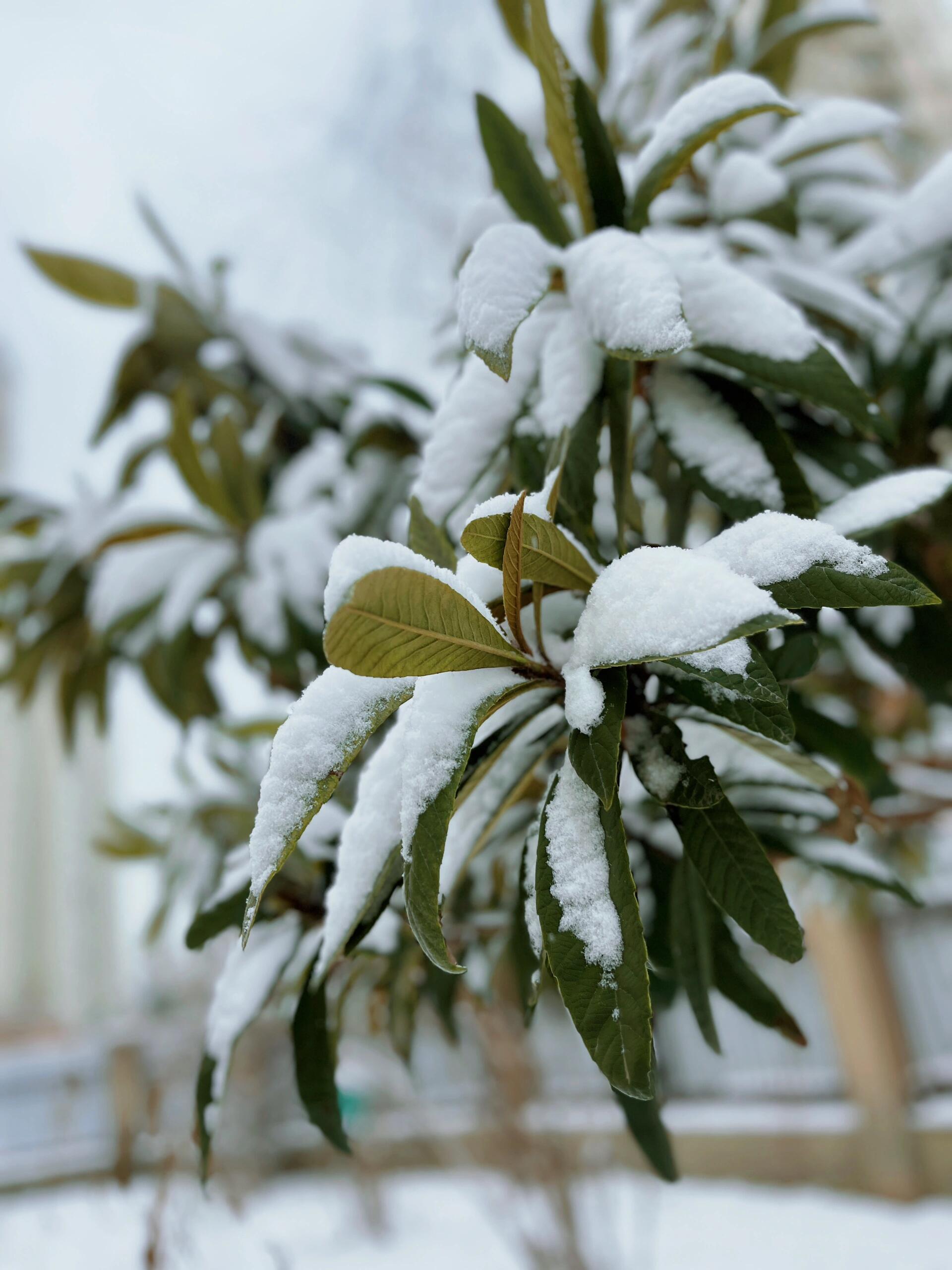 春天的雪文案图片