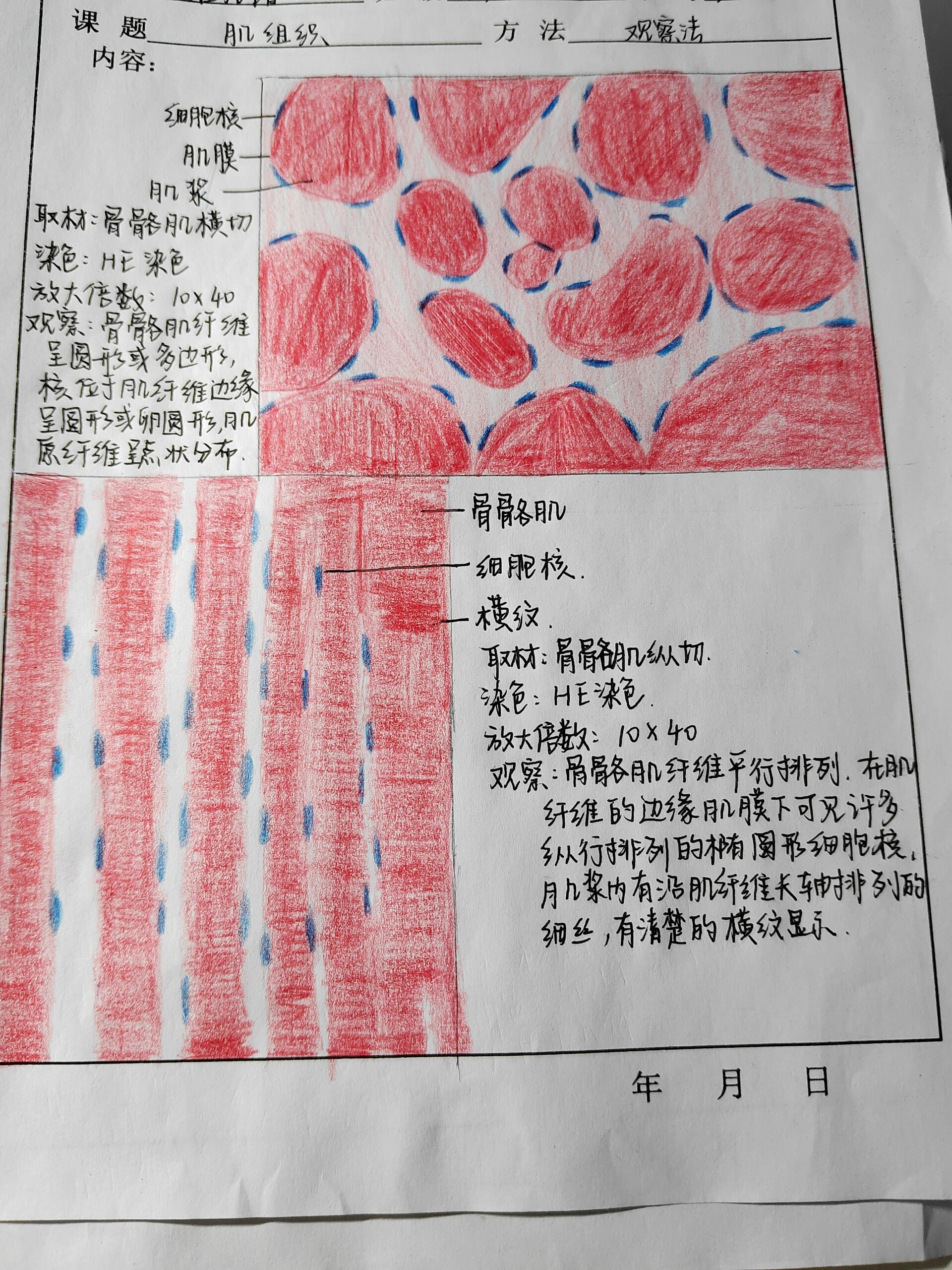 骨骼肌切片横切面和纵切面