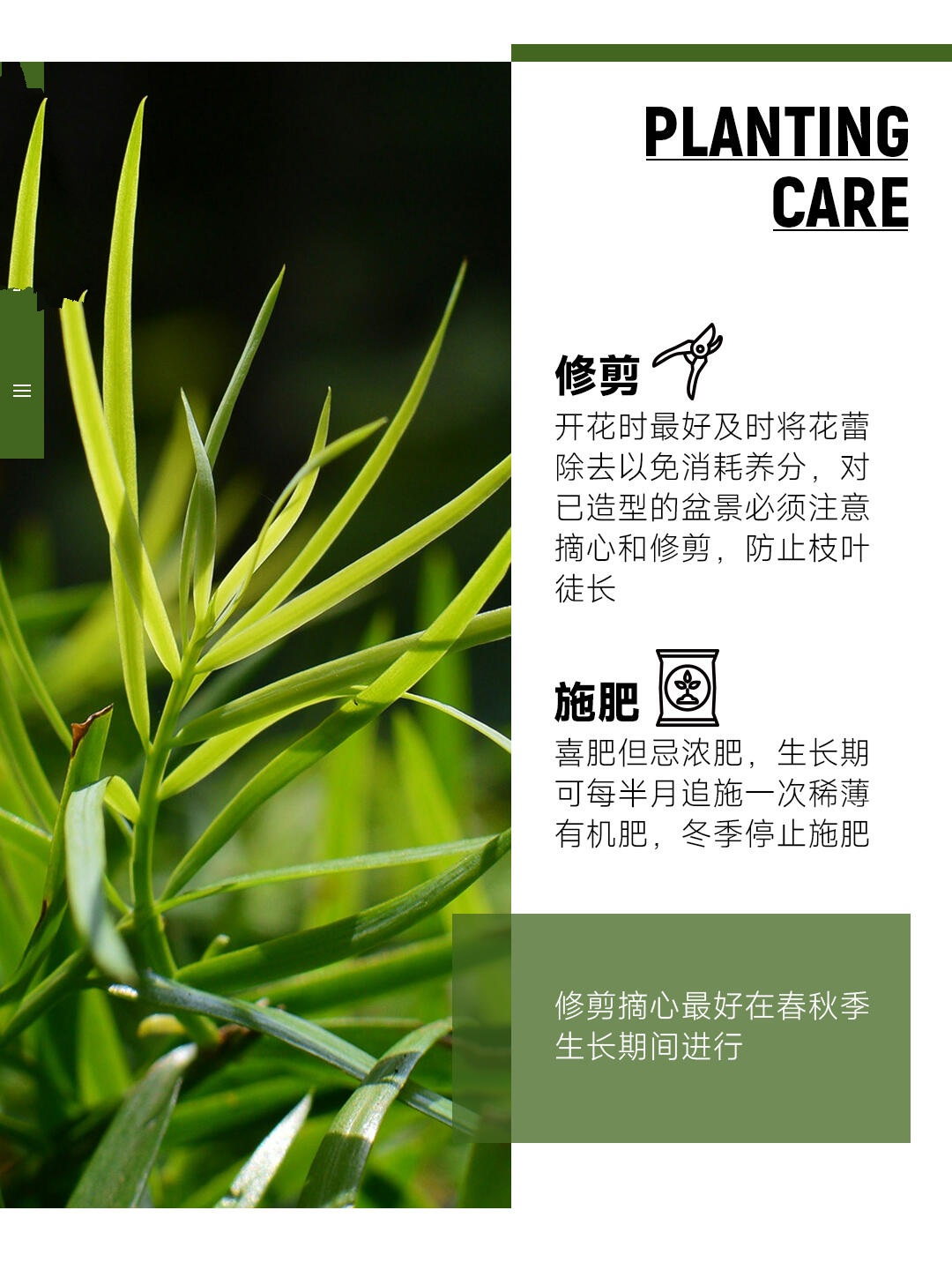 每天一种花草养护知识 | 罗汉松