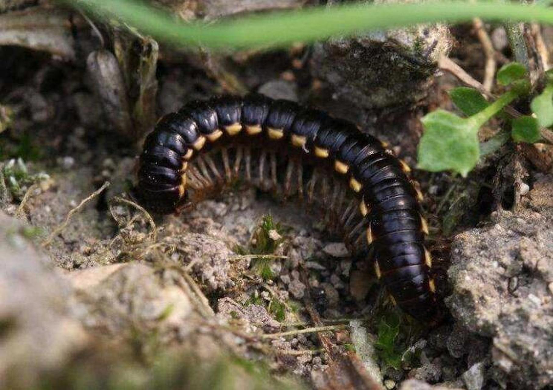 家里有马陆虫怎么消灭干净掉 有一种虫子,有很多足,长得像蜈蚣,很多人