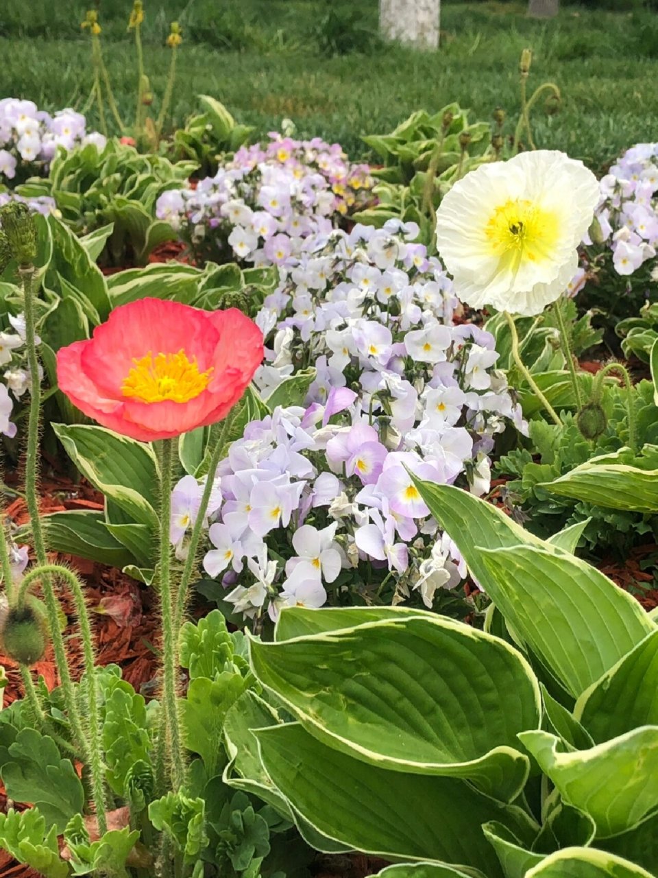 冰岛虞美人—iceland poppy flower!