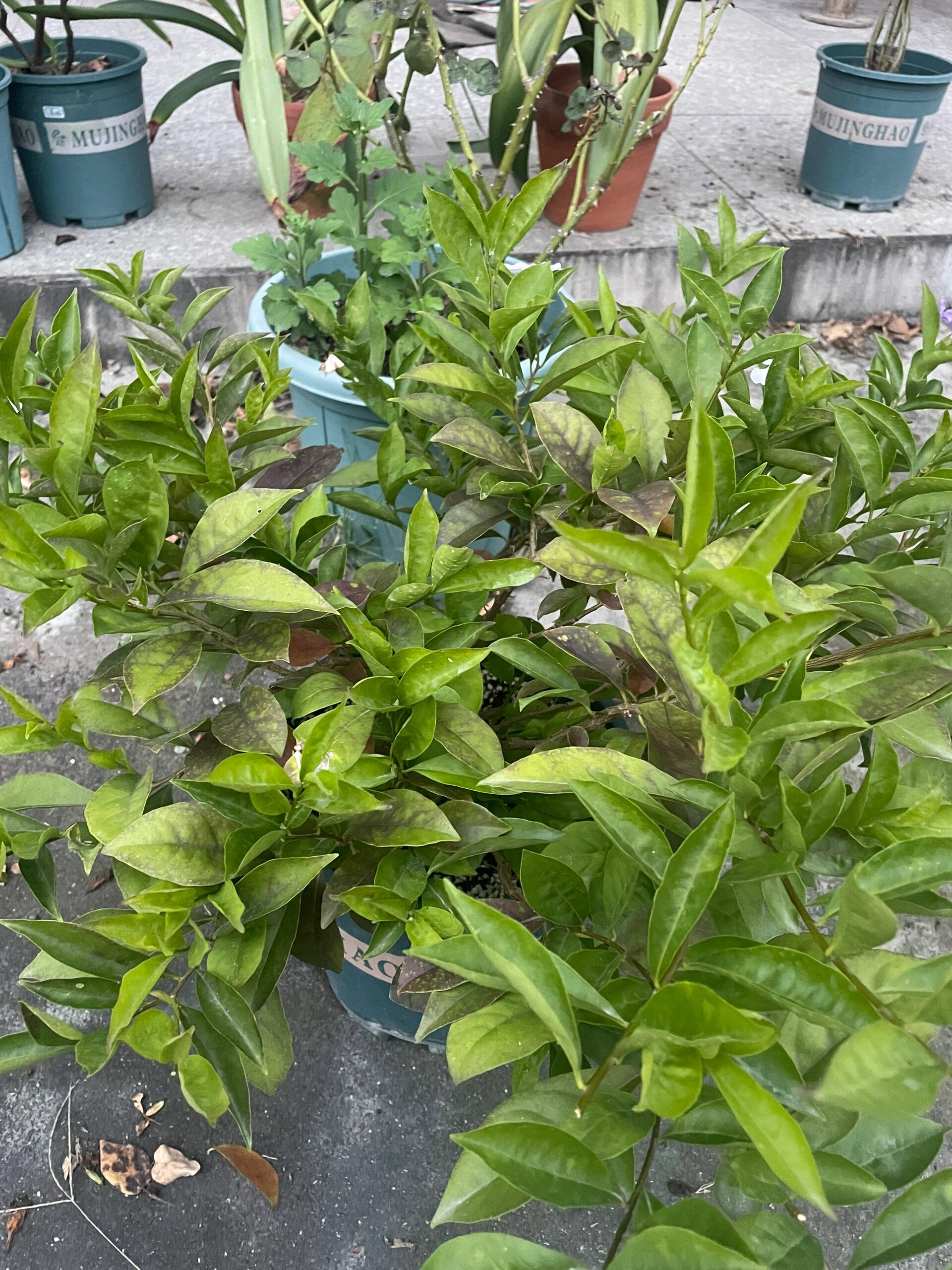 茉莉花叶子发黑发红这是咋了 双色茉莉夏天还好好的,前阵子开始叶子发