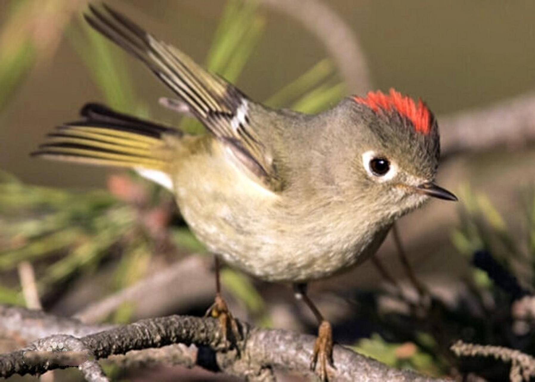 红冠戴菊 红冠戴菊(学名:corthylio calendula):鸟纲,戴菊科动物.