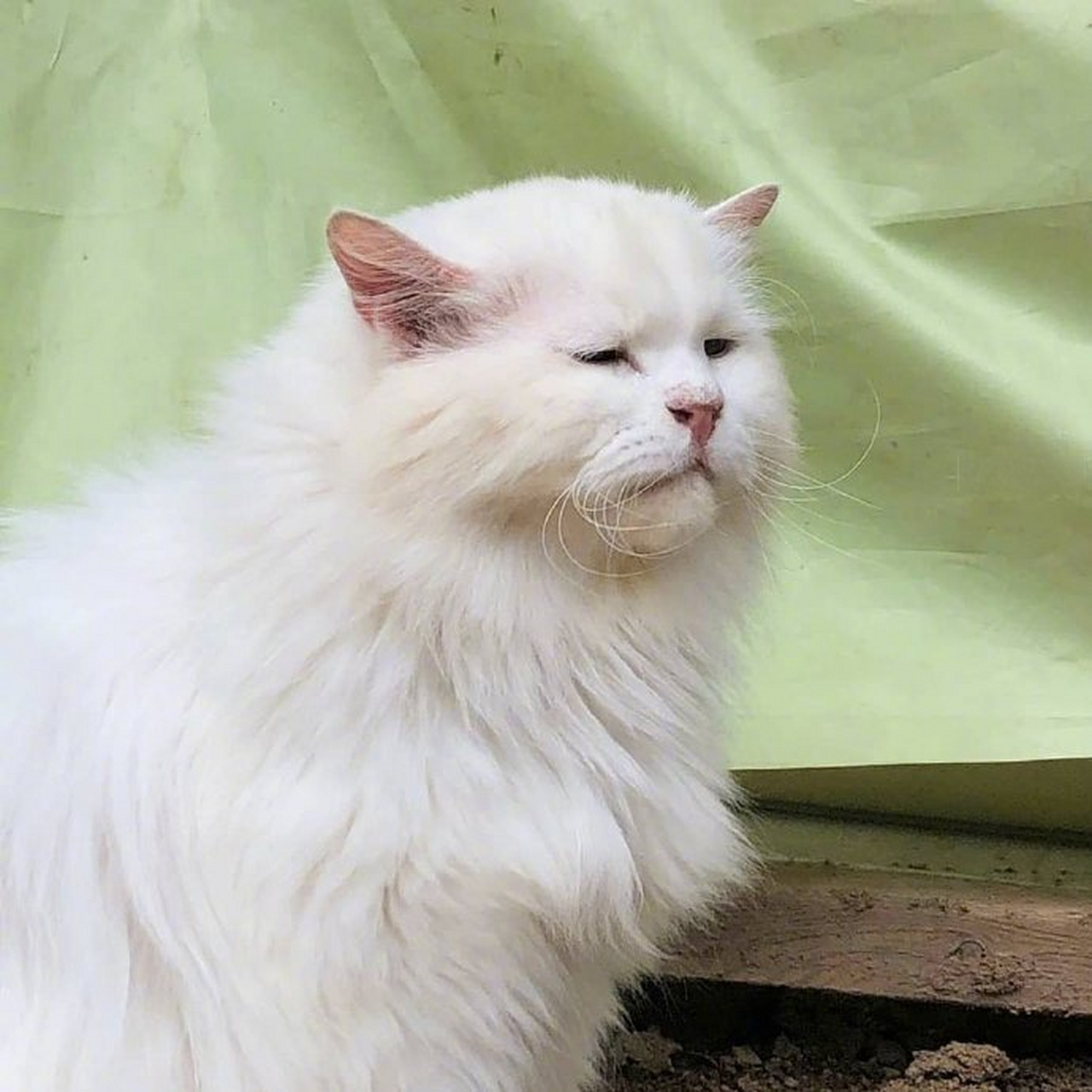 满脸写着开心的猫