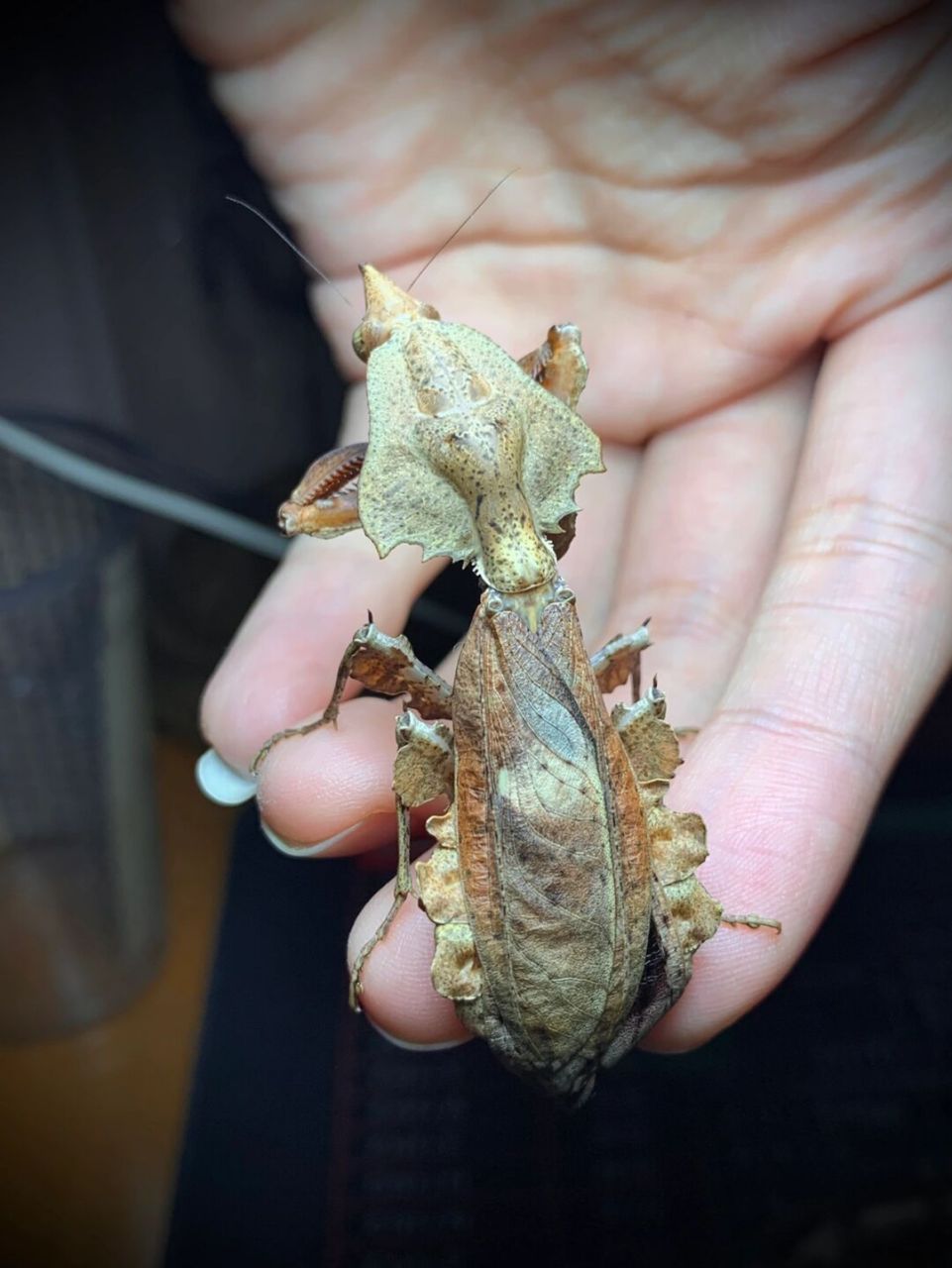 拟睫螳的爱情～ 母虫喂饱就不吃公了,希望多生一点宝宝[害羞]#螳螂