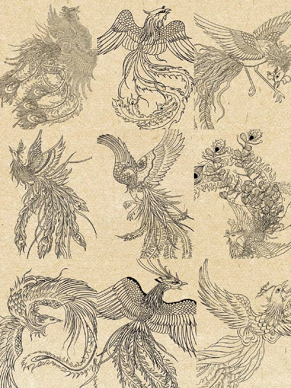 60天团练|凤凰画法|学员动物线稿作业 这是团练学员凤凰线稿作业,图二