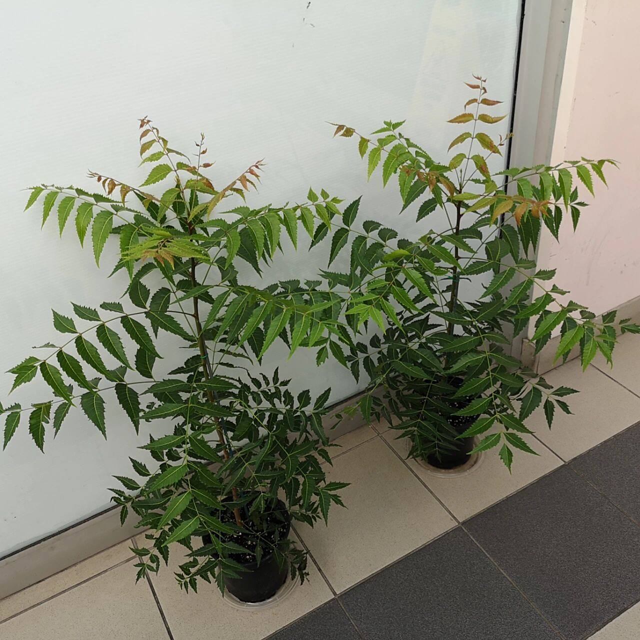 印度苦楝树 印度苦楝树 neem tree 几年前,我到一个小农场收购小花盆