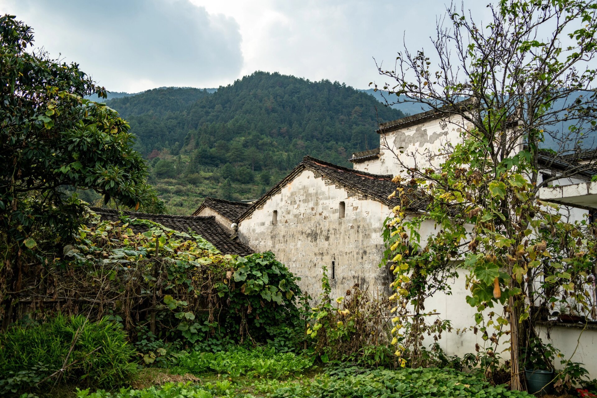 徽饶古道图片