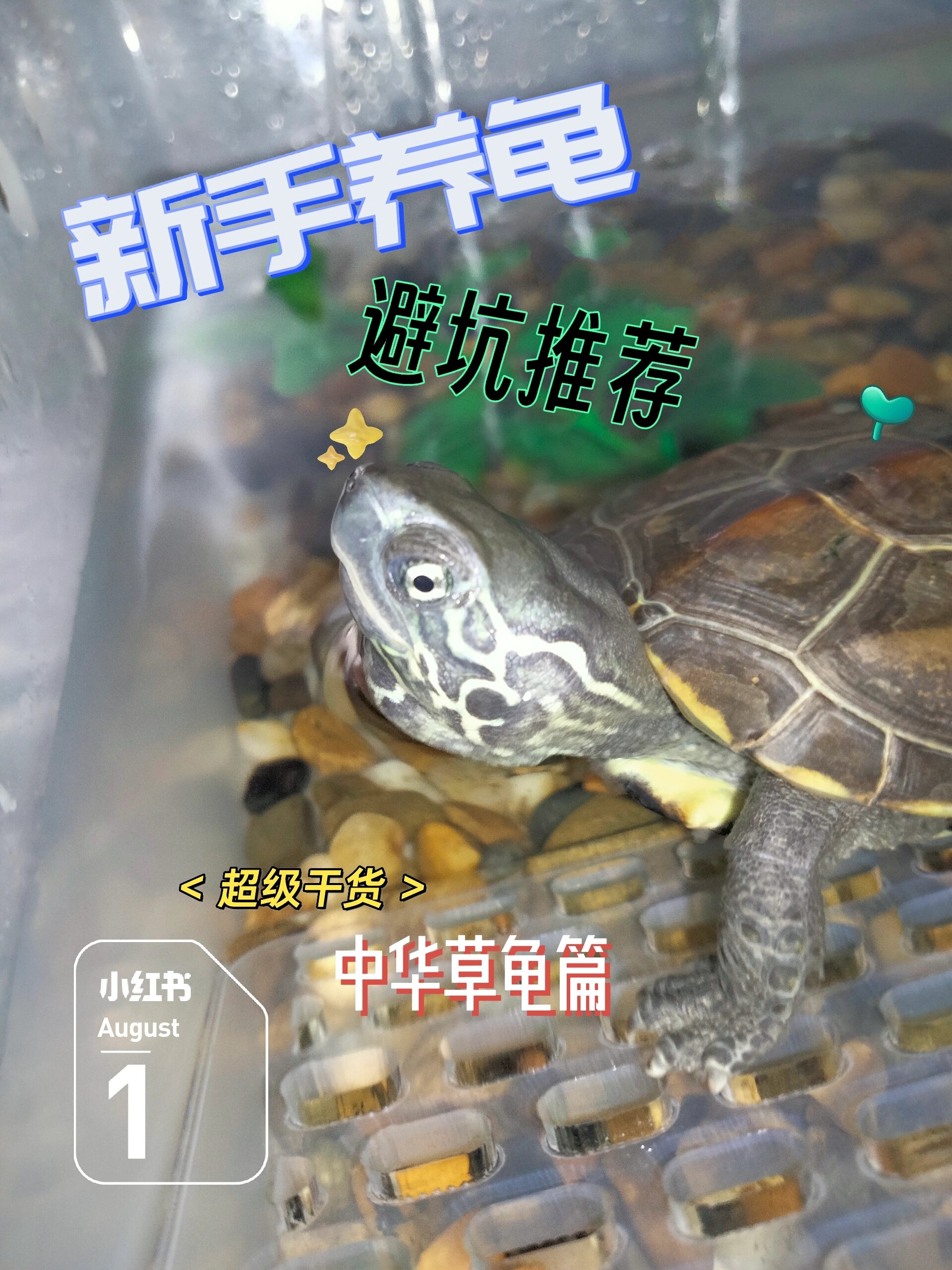 中华草龟避坑指南   1选龟:市面上的龟一般分为温室龟,温转塘和外塘龟