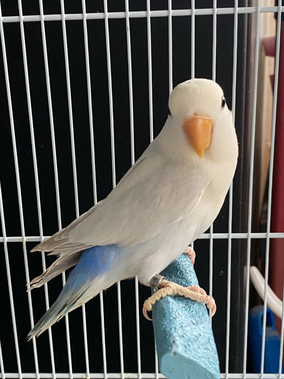 蓝面伊～ 新添的常驻人口:蓝面伊,配的蓝伊莎派～ 小伙伴们可以开始