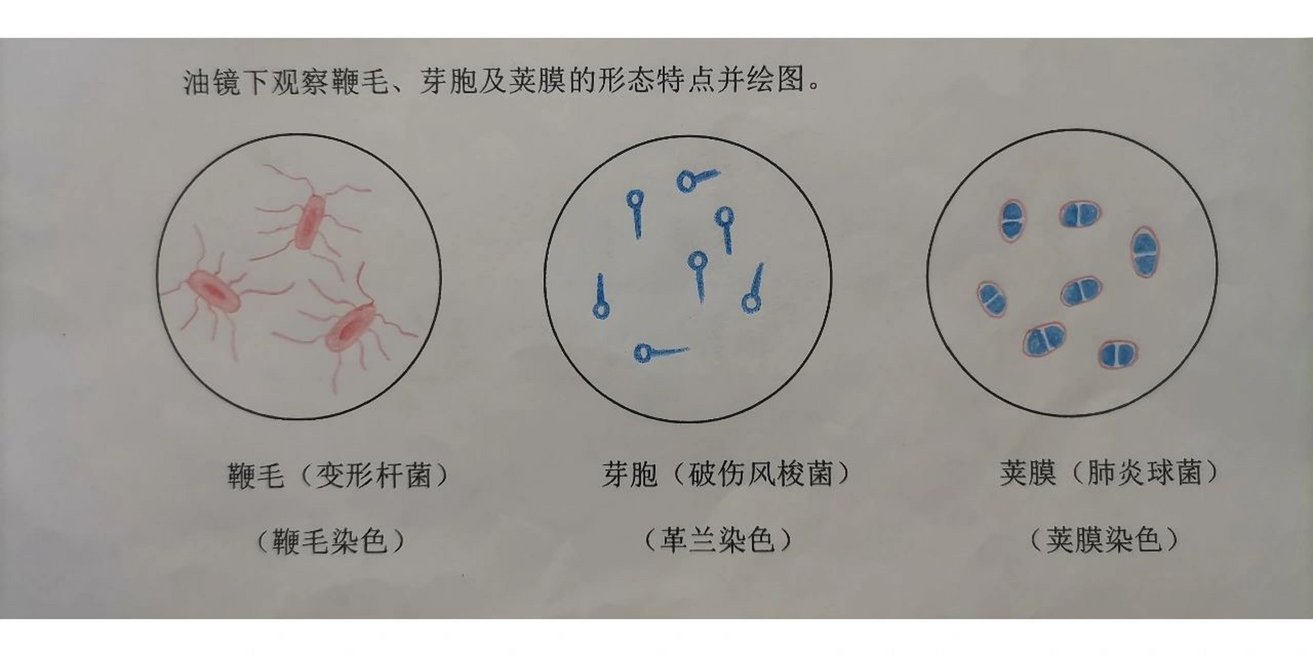 鞭毛变形杆菌手绘图图片