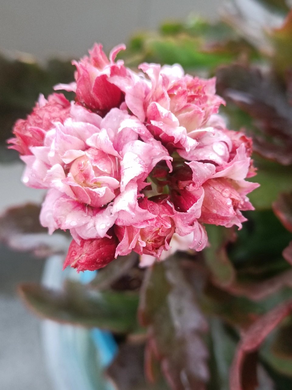 长寿花——粉蜡笔(切花) 据说会长大高个的切花.