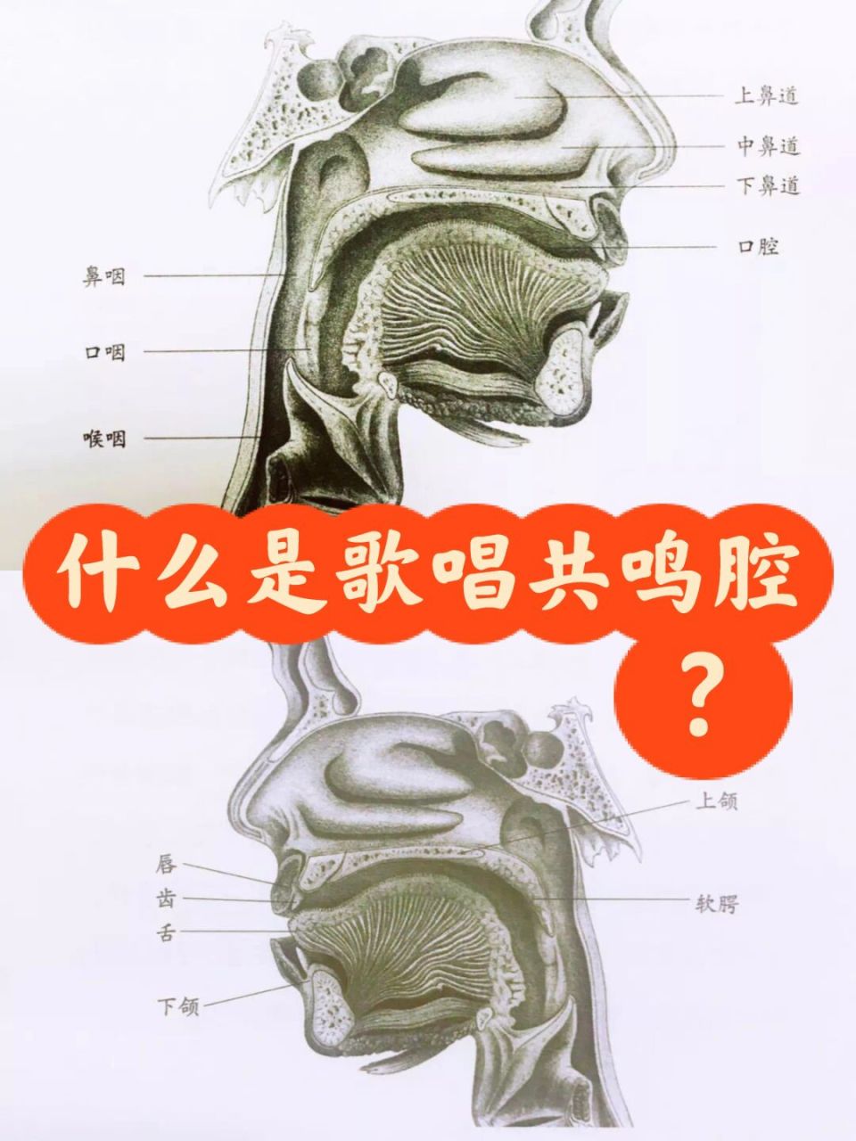 现在我来介绍下共鸣腔体的位置和作用: 胸腔共