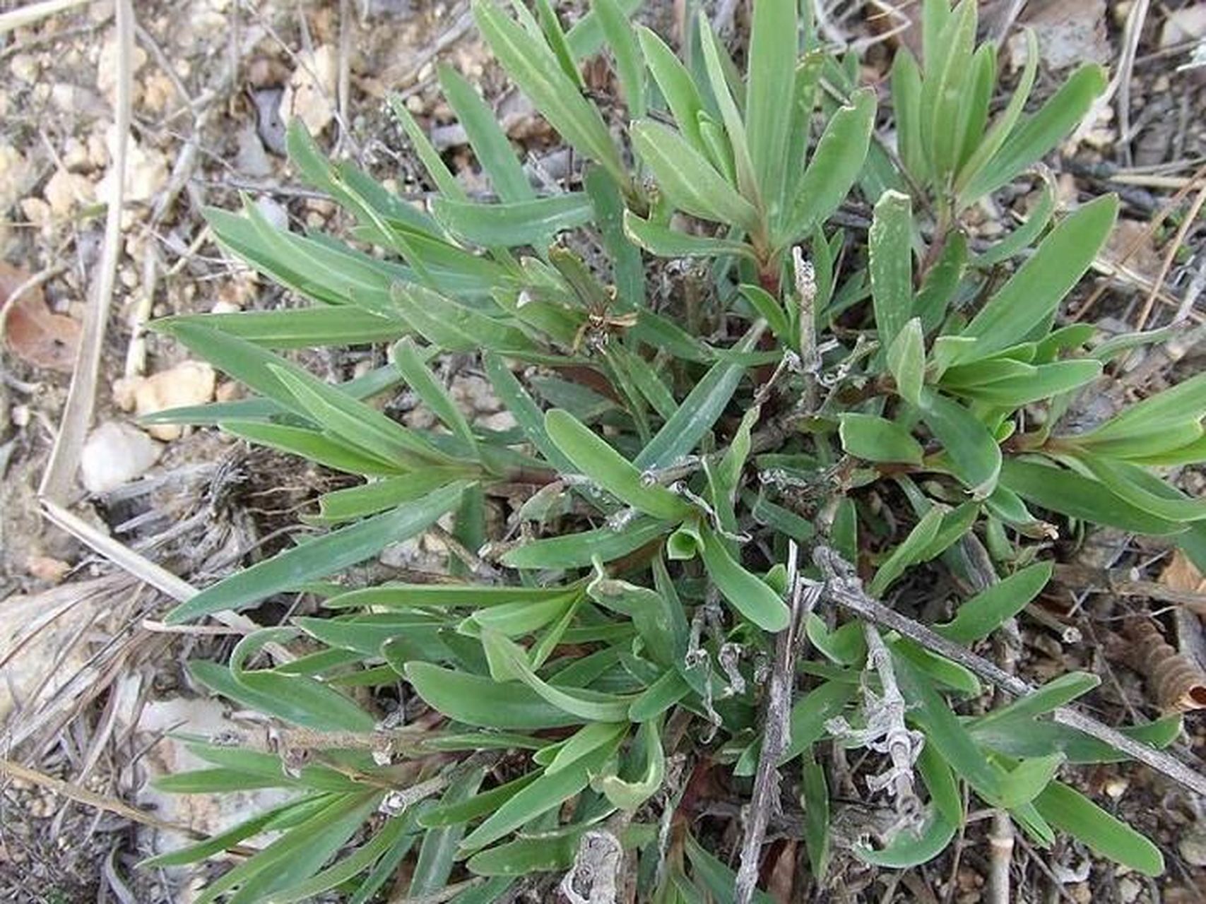 每日认识一味中药-银柴胡 银柴胡 别名银胡,银夏柴胡,牛肚根,沙参儿
